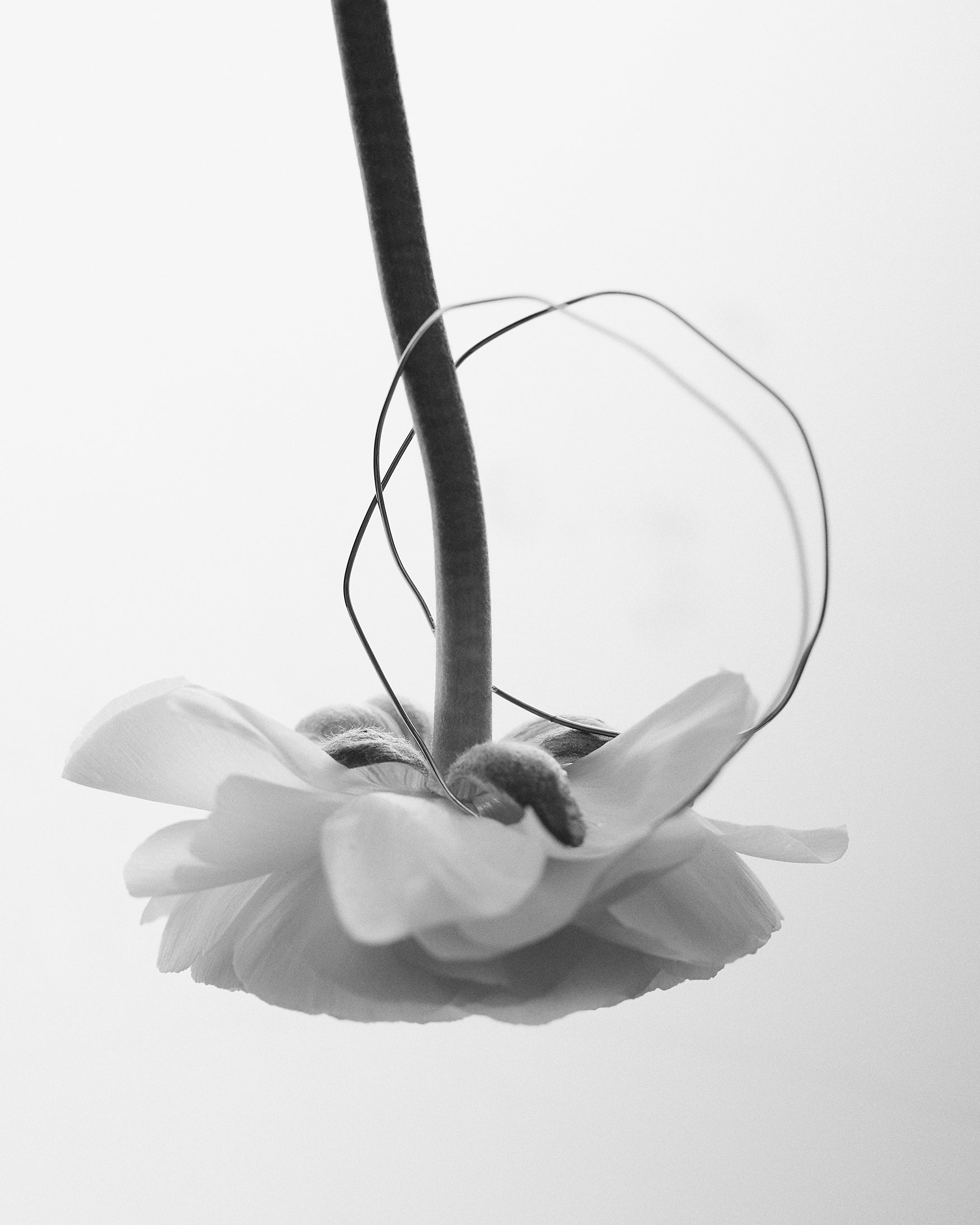 Nigella Bracelet N°1